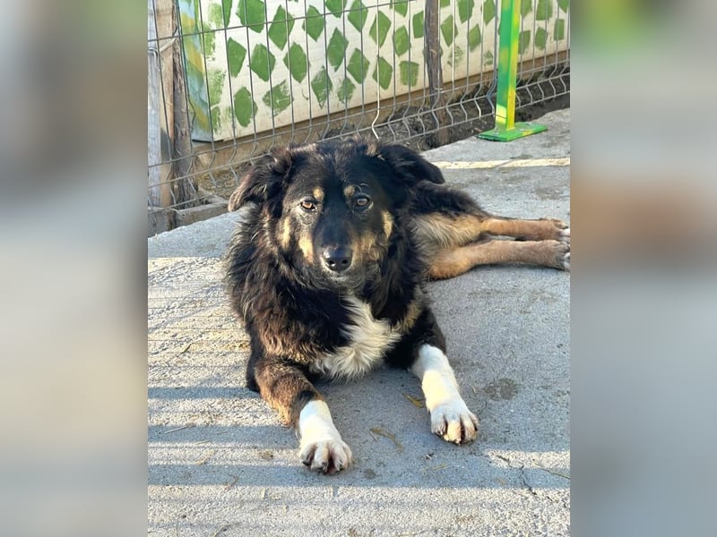 Nala - aufgeschlossene, freundliche junge Hündin aus Rumänien