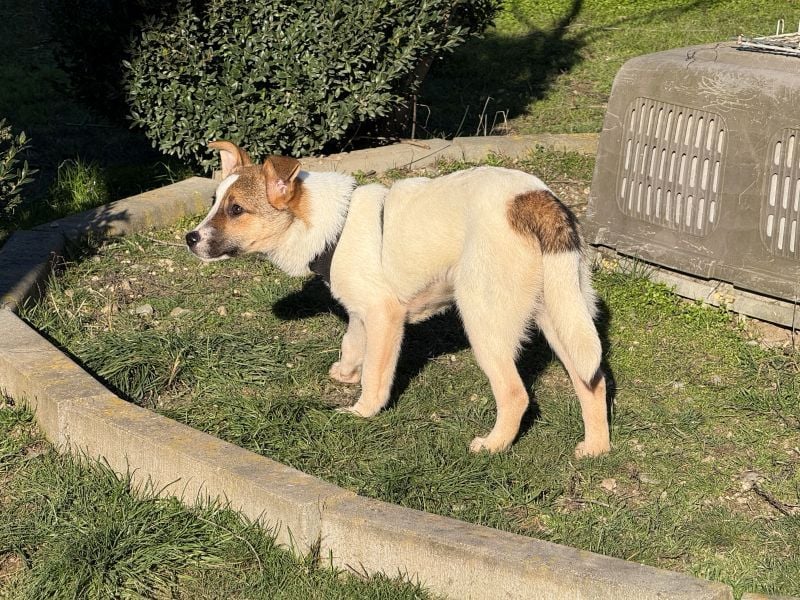 Daphne - liebe, anhängliche, 4 Monate alte Hündin sucht ein Zuhause