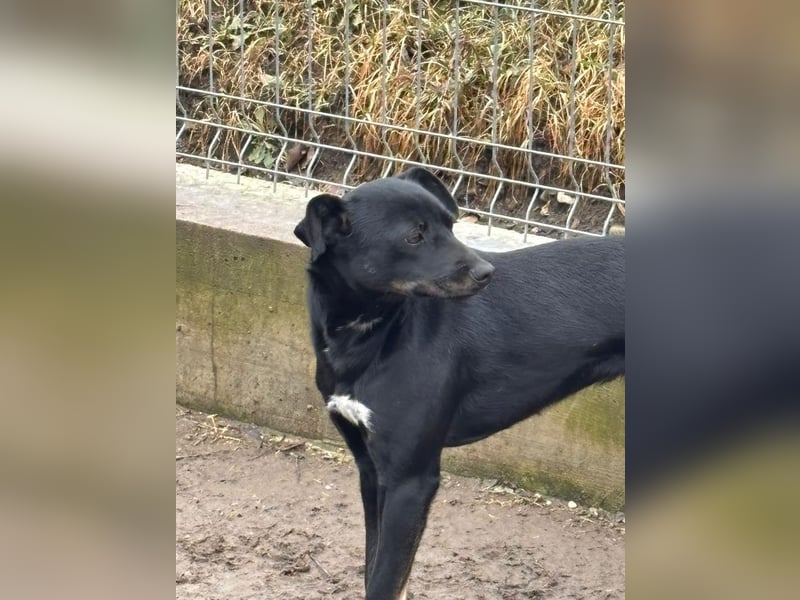 Rita - verspieltes, fröhliches Hundemädchen sucht ein Zuhause