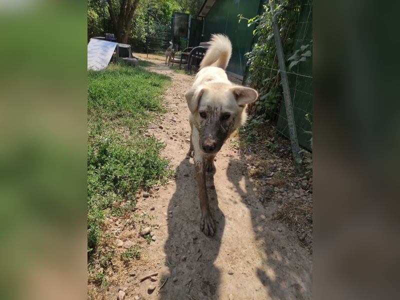 Rodolfo - lebhafter, freundlicher, sehr aktiver Rüde / z.Zt. noch in Rumänien