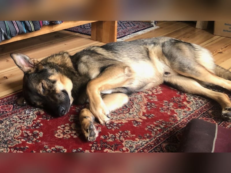 Teddy - aktiver, freundlicher Junghund sucht neues Zuhause