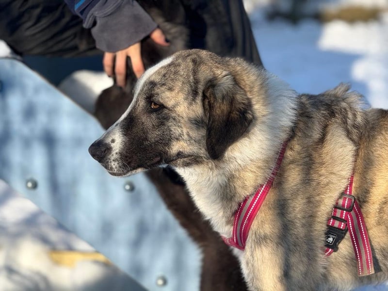 Pepe - sensibler, freundlicher, aktiver Rüde sucht Zuhause mit Garten