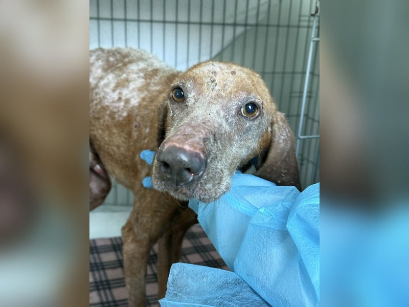 Bob - freundlicher, lieber Rüde sucht sein Happy End