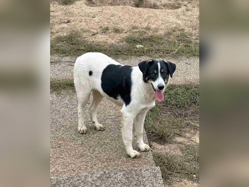 Juna - zurückhaltende,unsichere Herdenschutzhund-Mix Junghündin / z.Zt. noch in Rumänien