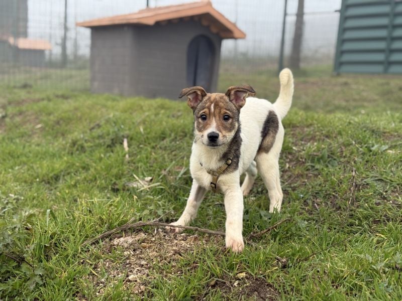 Shaggy - lieber, anhänglicher 4 Monate alter Rüde sucht ein Zuhause