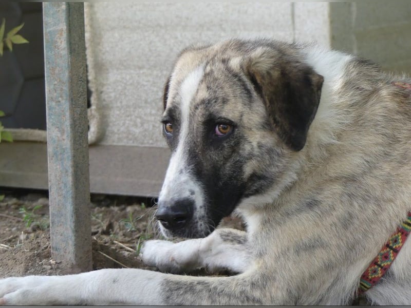 Pepe - sensibler, freundlicher, aktiver Rüde sucht Zuhause mit Garten