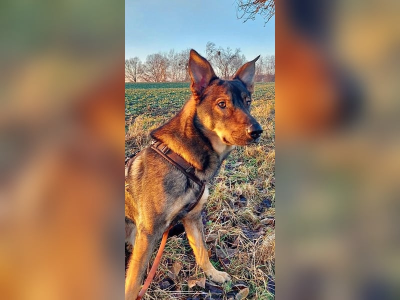 Teddy - aktiver, freundlicher Junghund sucht neues Zuhause