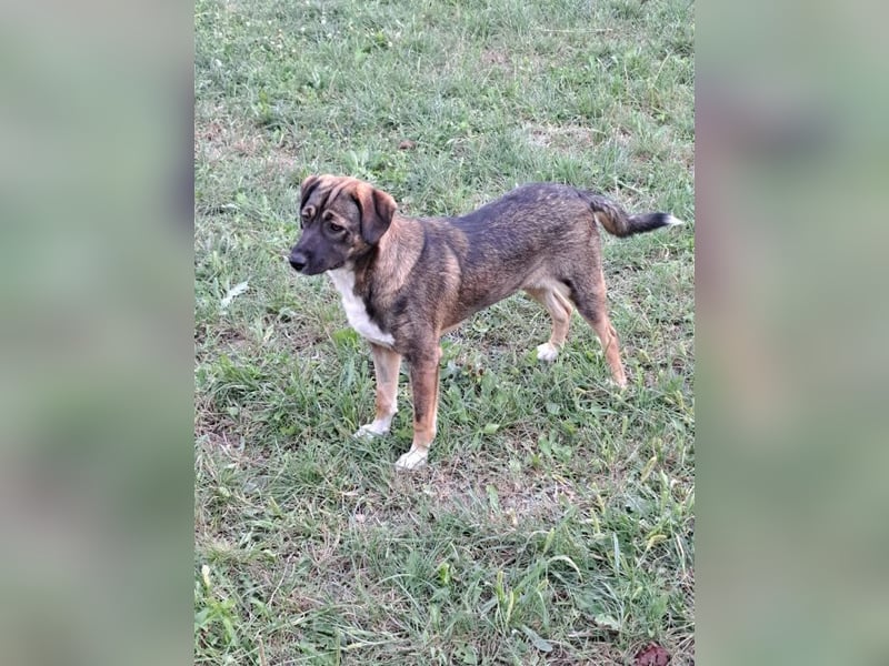 Magda - freundliche, liebe Hündin sucht Zuhause mit Garten