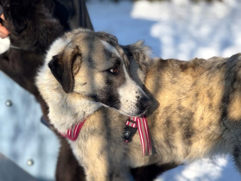 Pepe - sensibler, freundlicher, aktiver Rüde sucht Zuhause mit Garten