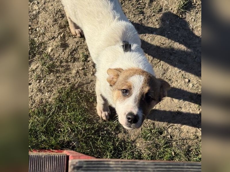 Daphne - liebe, anhängliche, 4 Monate alte Hündin sucht ein Zuhause