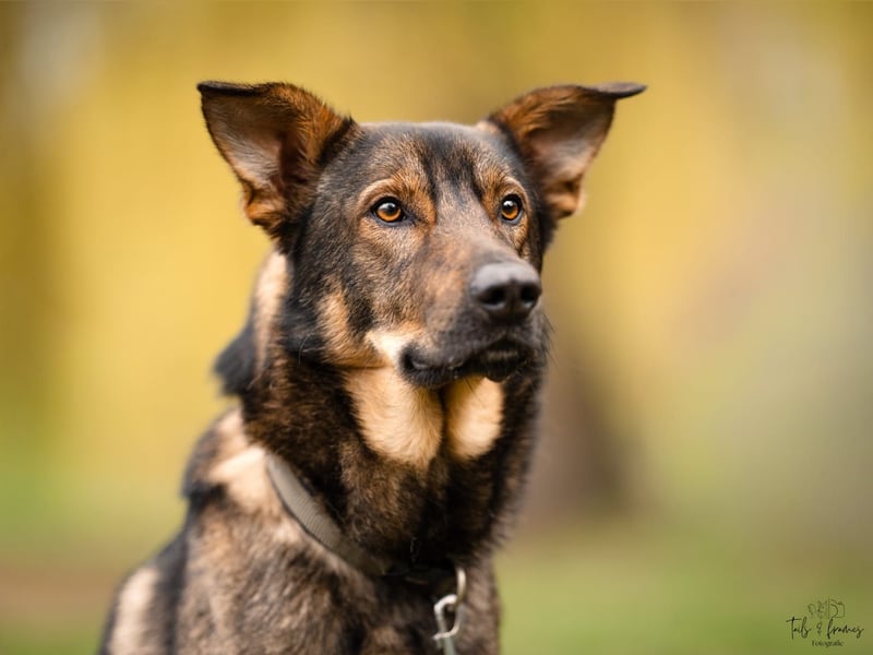 Teddy - aktiver, freundlicher Junghund sucht neues Zuhause