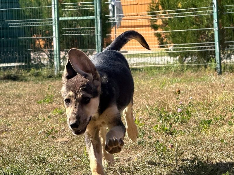 Eris- verschmustes Welpen-Mädchen sucht ihre Famile