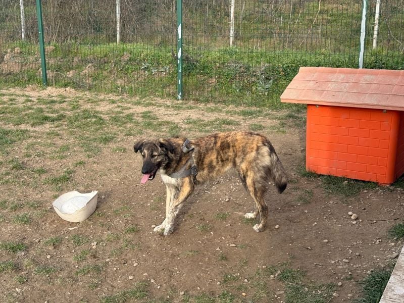 Vincent - aktiver, menschenbezogener Rüde sucht ein Zuhause