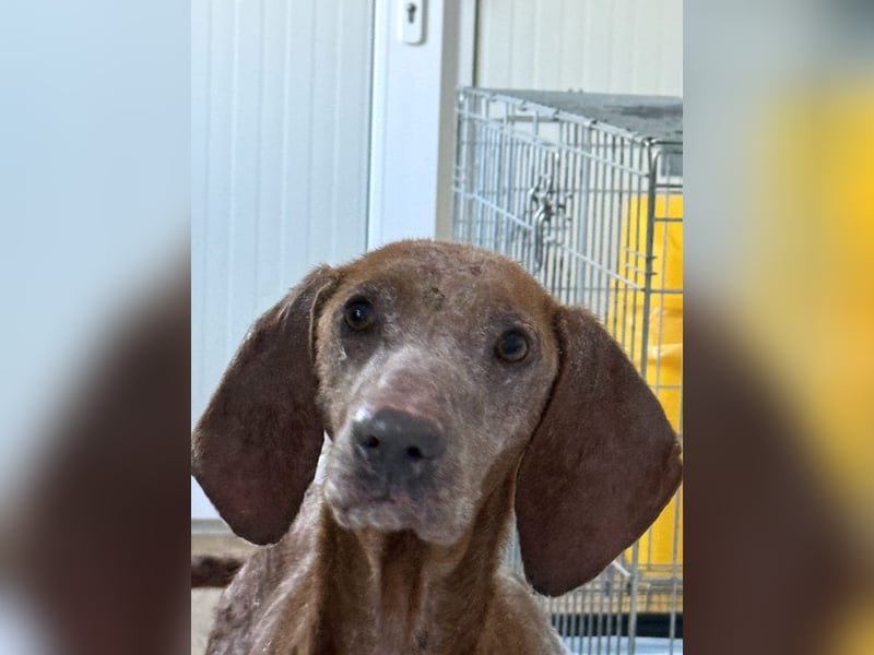 Bob - freundlicher, lieber Rüde sucht sein Happy End