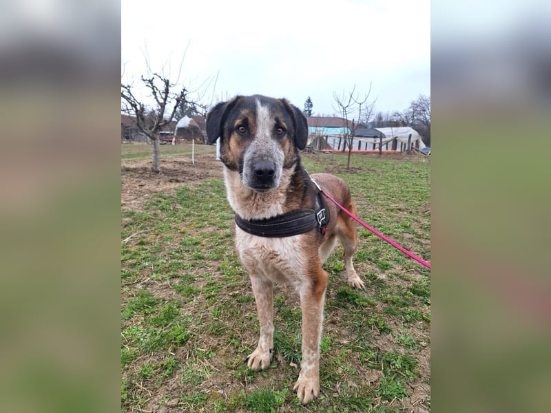 Anton - verspielter, freundlicher, katzenverträglicher junger Mischlingsrüde