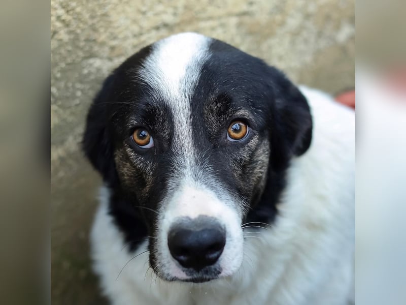 Manni - zurückhaltender,unsicherer Herdenschutzhund-Mix Junghund / z.Zt. noch in Rumänien
