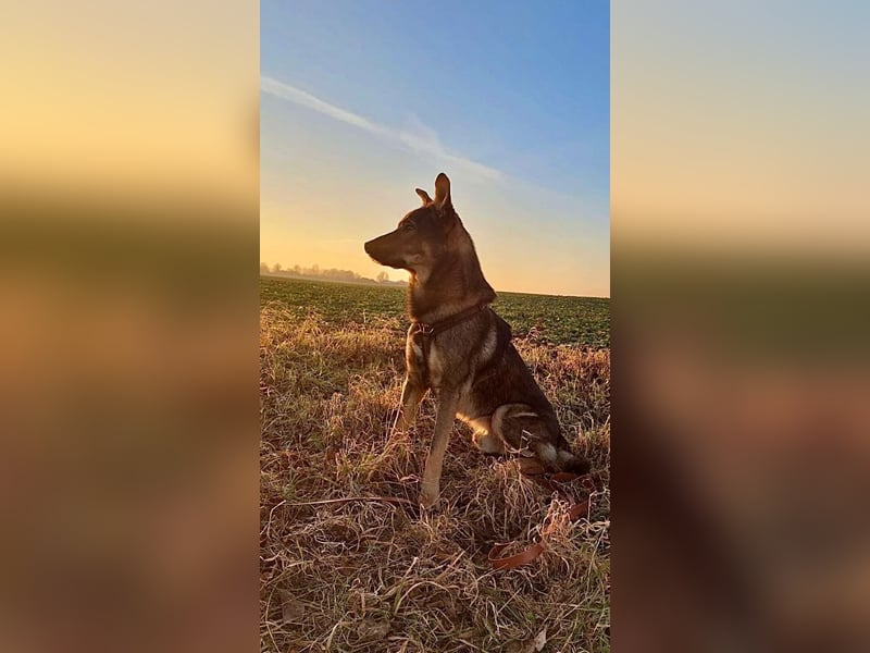 Teddy - aktiver, freundlicher Junghund sucht neues Zuhause