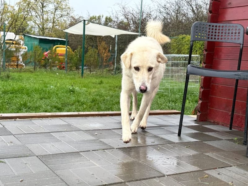 Rodolfo - lebhafter, freundlicher, sehr aktiver Rüde / z.Zt. noch in Rumänien