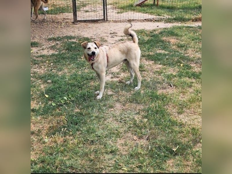 Lucius - sensibler, freundlicher, anhänglicher Rüde / z.Zt. noch in Rumänien