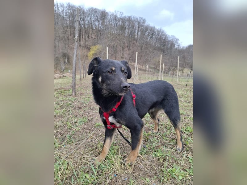 Cody – junger hübscher Teenie sucht seine Menschen