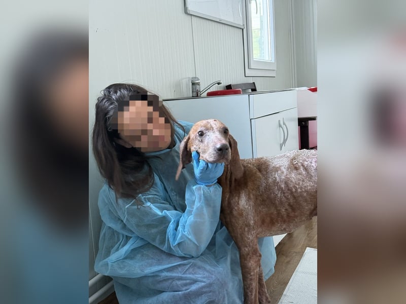 Bob - freundlicher, lieber Rüde sucht sein Happy End