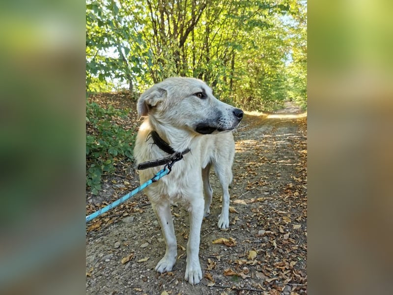 Shrek - aktiver, freundlicher HSH-Mix Rüde sucht Zuhause mit Garten