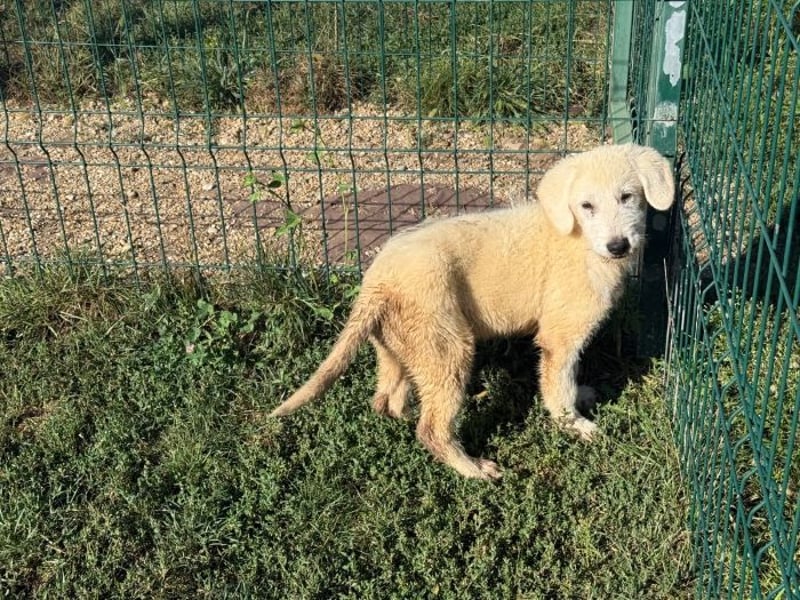 Marte - süßer Teddybär sucht sein großes Glück