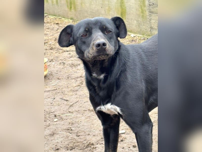 Rita - verspieltes, fröhliches Hundemädchen sucht ein Zuhause