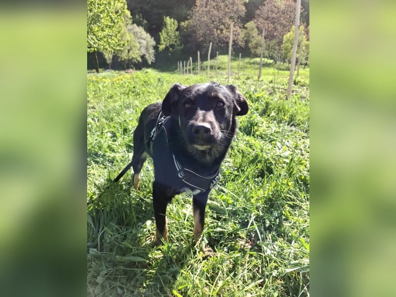 Cody - lebhafter, freundlicher, aktiver, verspielter junger Rüde / z.Zt. noch in Rumänien