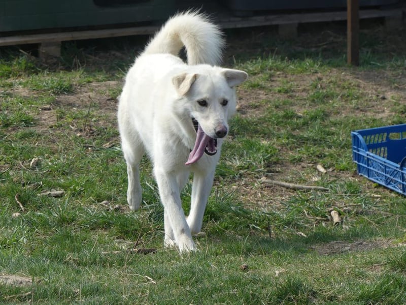 Rodolfo - lebhafter, freundlicher, sehr aktiver Rüde / z.Zt. noch in Rumänien