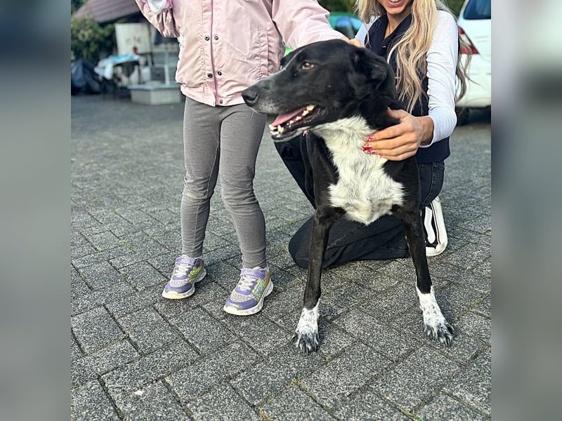 Boy - fröhlicher Rüde sucht ein neues Zuhause / auf PS in Detmold