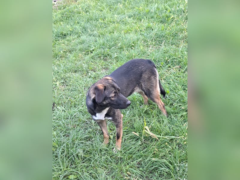 Mara - freundliche, liebe Hündin sucht ein Zuhause mit Garten