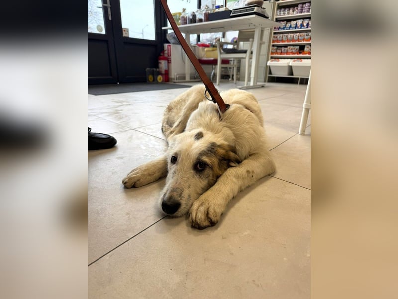 Anabell- freundliches, liebes Hunde-Mädchen