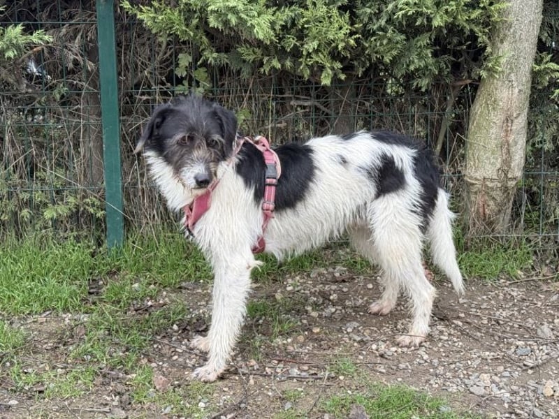 Buddy - freundlicher, zurückhaltender Rüde sucht ein Zuhause