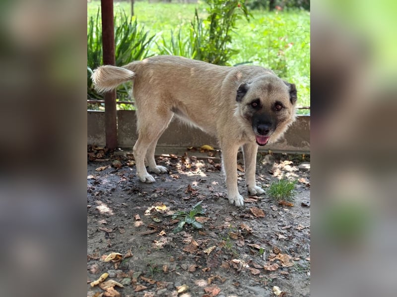 Jessica - freundliche Hündin sucht liebevolles Zuhause mit Garten