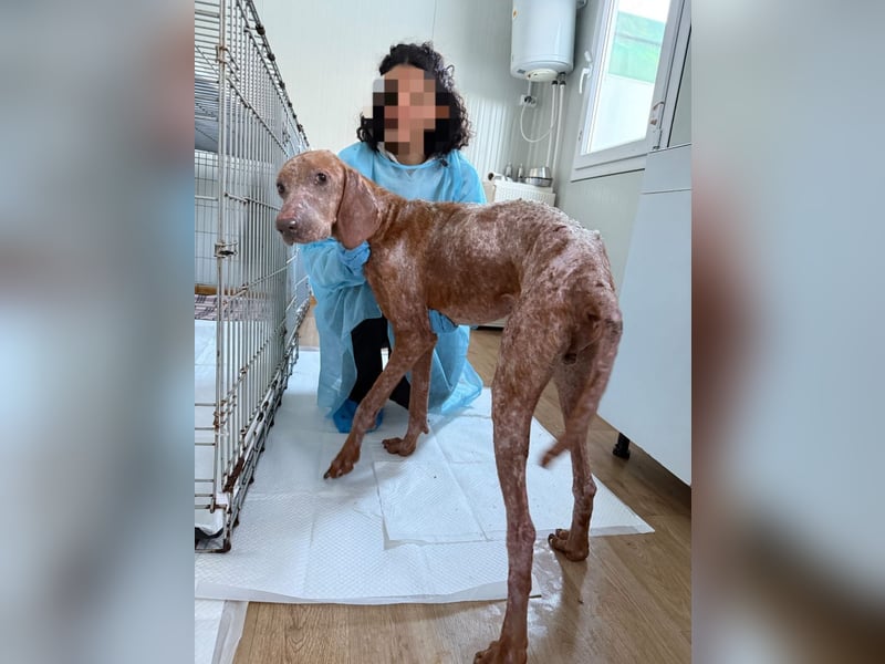 Bob - freundlicher, lieber Rüde sucht sein Happy End