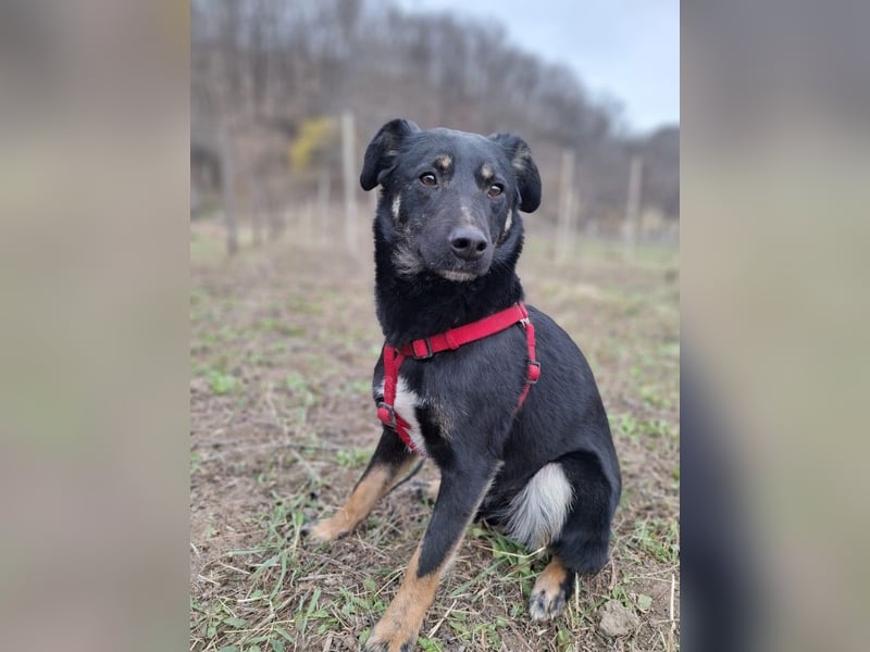 Cody – junger hübscher Teenie sucht seine Menschen