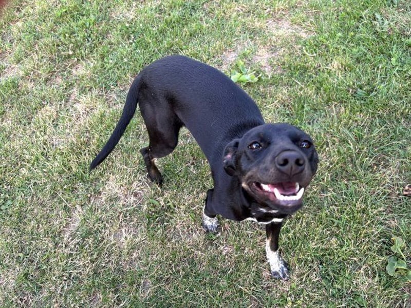 Rita - verspieltes, fröhliches Hundemädchen sucht ein Zuhause