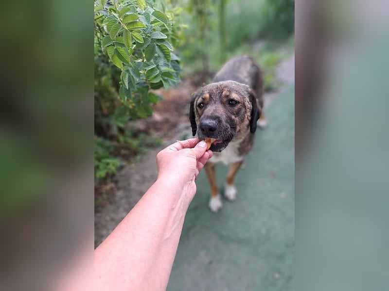 Magda - freundliche, liebe Hündin sucht Zuhause mit Garten