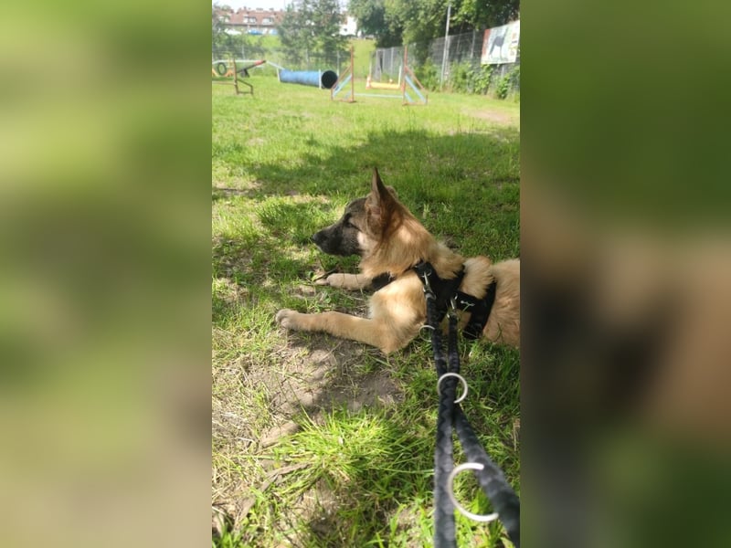 Oskar - aktiver, verspielter junger Rüde - in 21xxx Hamburg