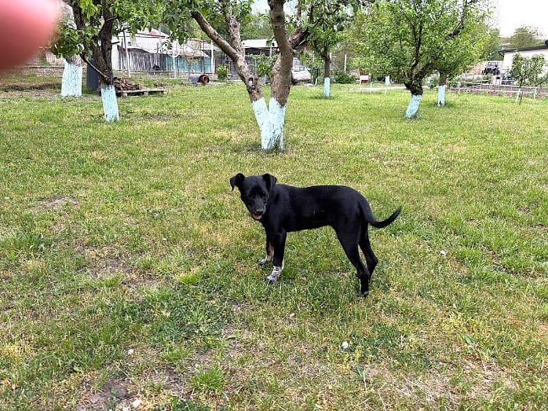 Rita - verspieltes, fröhliches Hundemädchen sucht ein Zuhause