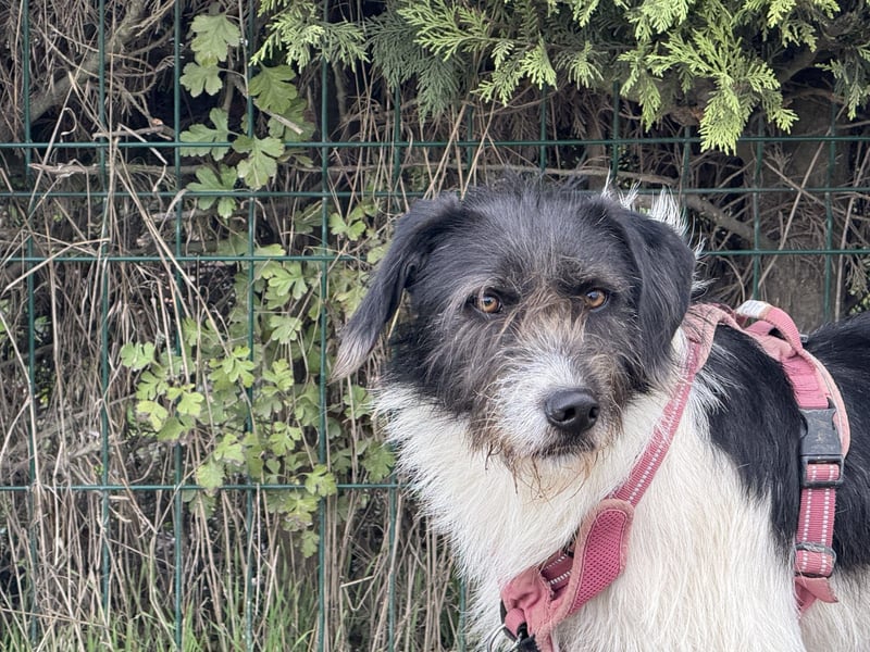 Buddy - freundlicher, zurückhaltender Rüde sucht ein Zuhause