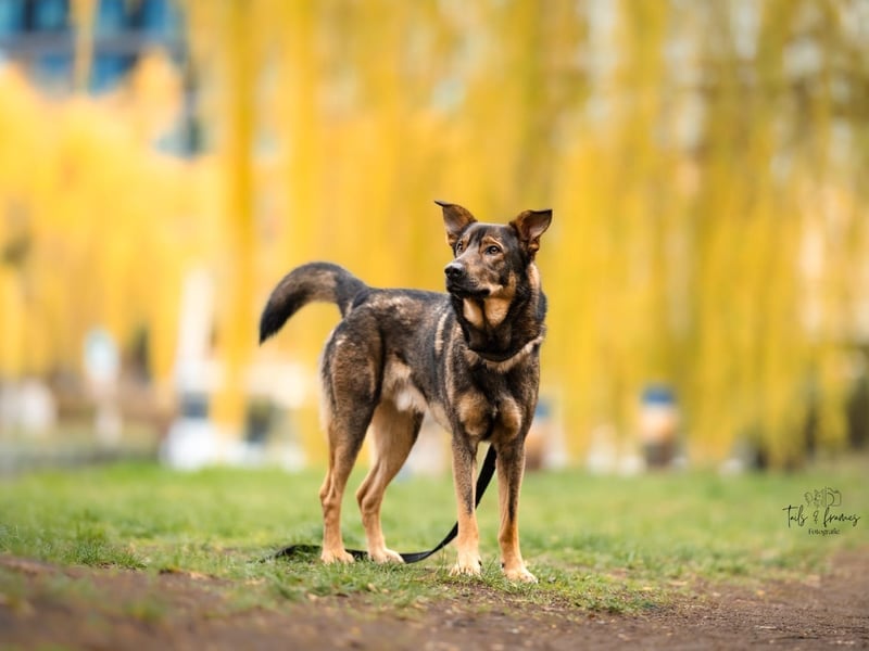 Teddy - aktiver, freundlicher Junghund sucht neues Zuhause
