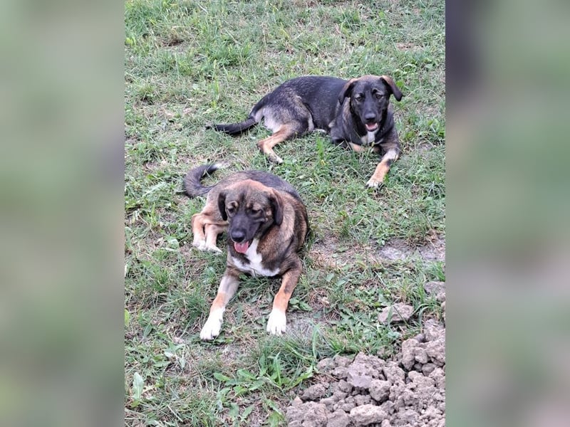 Mara - freundliche, liebe Hündin sucht ein Zuhause mit Garten