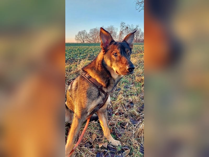 Teddy - aktiver, freundlicher Junghund sucht neues Zuhause