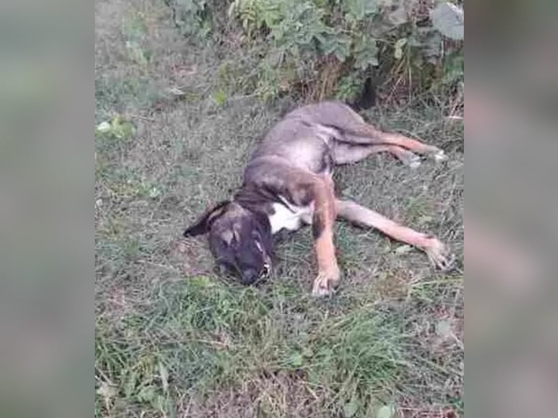 Magda - freundliche, liebe Schäferhund Mix Hündin / z.Zt. noch in Rumänien