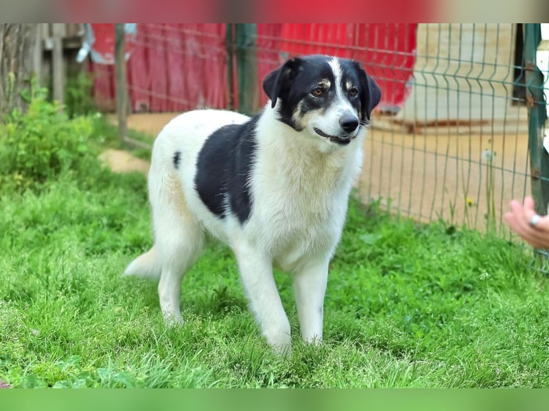 Juna - zurückhaltende,unsichere Herdenschutzhund-Mix Junghündin / z.Zt. noch in Rumänien