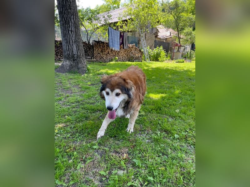 Nero - Bezaubernder Hunde-Opa sucht liebevolles Zuhause