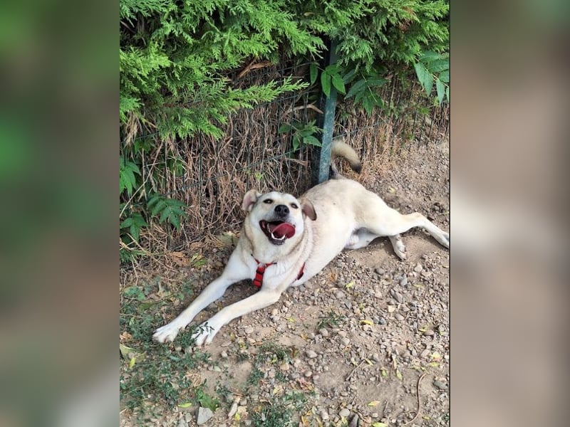 Lucius - sensibler, freundlicher, anhänglicher Rüde / z.Zt. noch in Rumänien