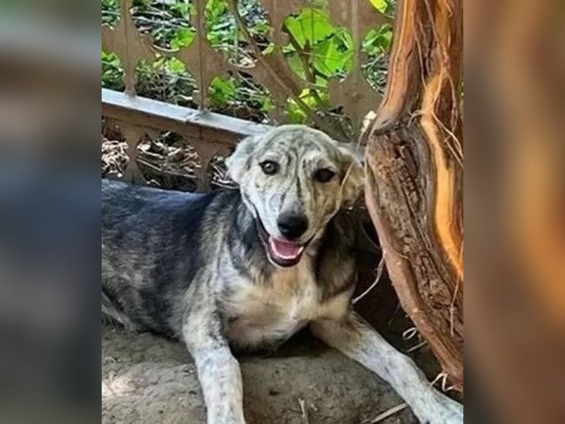 Molly - anfangs schüchterne, liebe und verschmuste Hündin/ zur Zeit noch in Rumänien